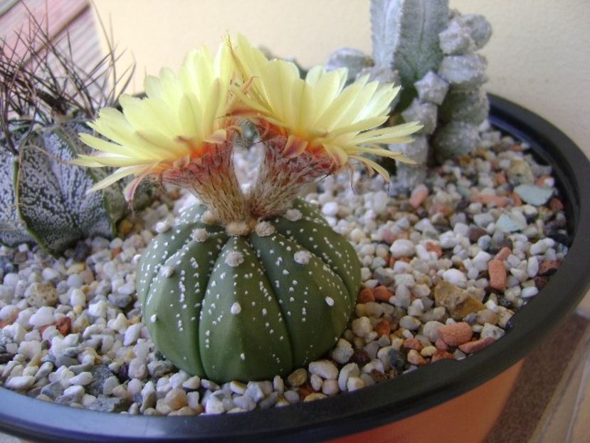 Astrophytum asterias hb. - Cactusi 2018 continuare