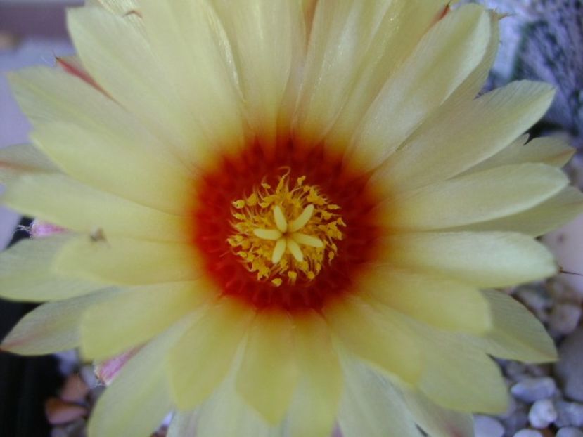 Astrophytum asterias hb. - Cactusi 2018 continuare