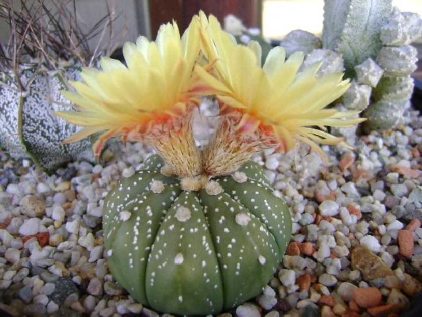Astrophytum asterias hb. - Cactusi 2018 continuare