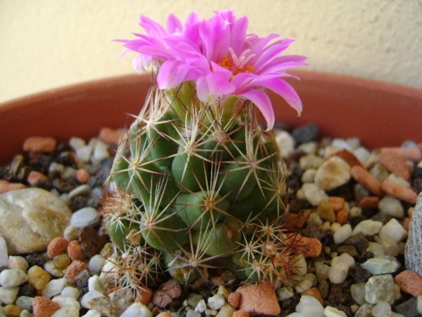 Escobaria hesteri - Cactusi 2018 continuare