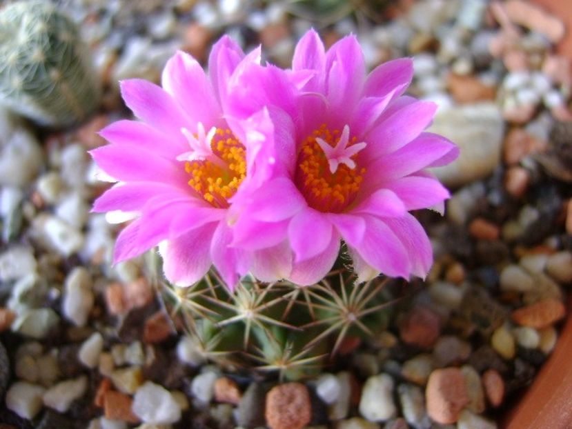 Escobaria hesteri - Cactusi 2018 continuare