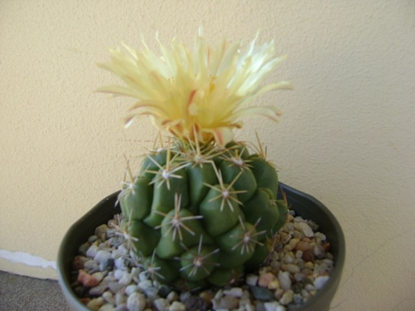 Thelocactus leucacanthus - Cactusi 2018 continuare