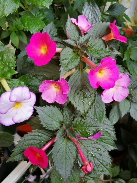  - Achimenes 2018