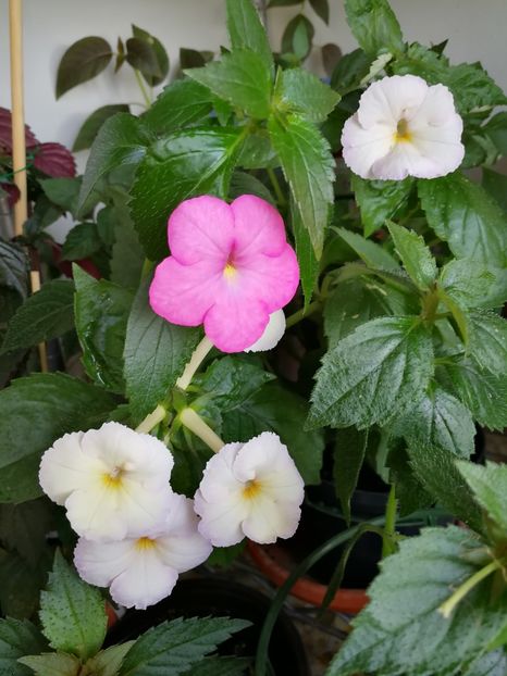  - Achimenes 2018
