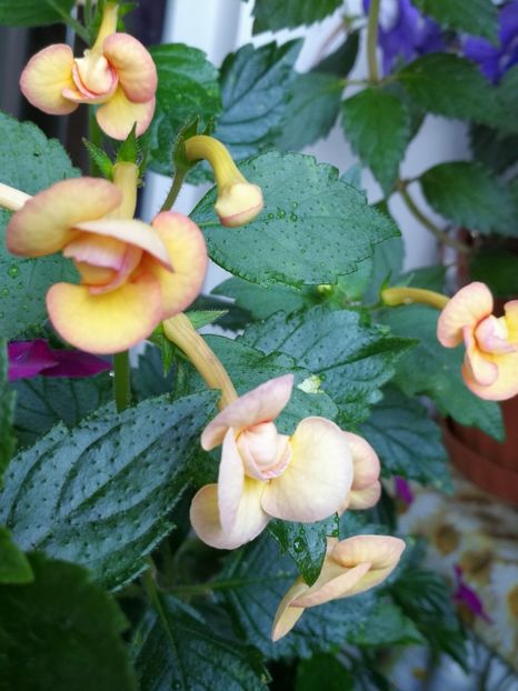  - Achimenes 2018