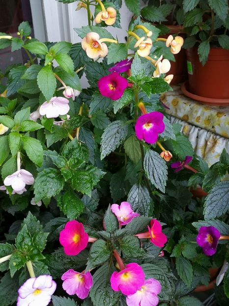  - Achimenes 2018