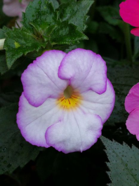  - Achimenes 2018