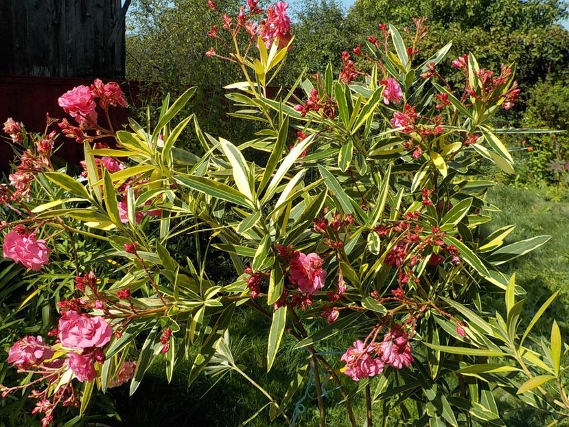  - variegat nr 24