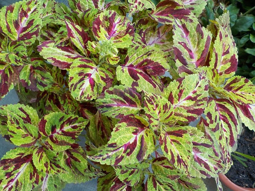  - coleus