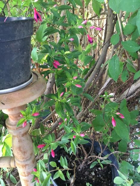 DED3B5AA-0F12-43C6-8E3A-6289D79F39F2 - Fucsii 2018