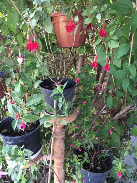 E57CD6D9-061E-4DE1-8488-1CFC1E4CD107 - Fucsii 2018