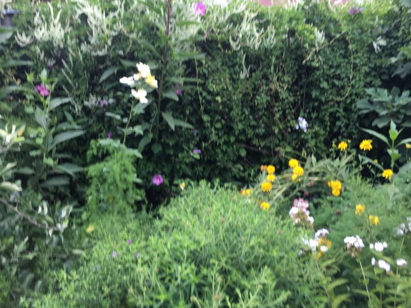 FD81D336-B1BC-458C-B466-211B1D103347 - Flori de vara 2018