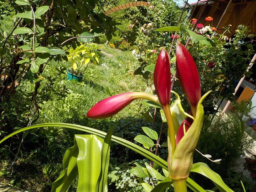  - crinum powelii bosanquet