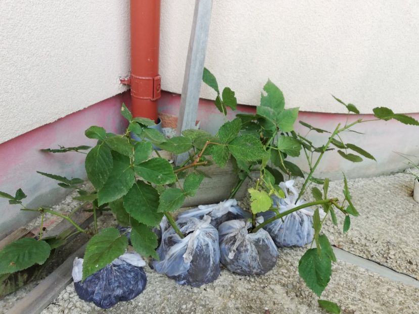  - Arbusti fructiferi si capsuni