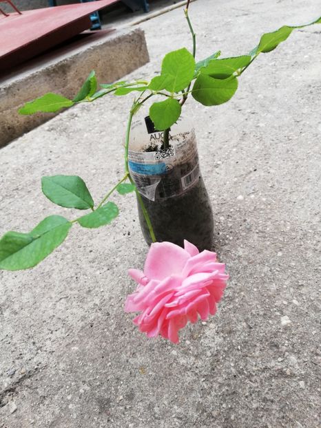 Coral Dawn - Diverse