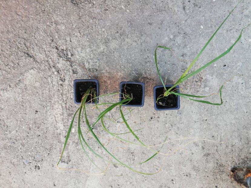 Pennisetum alopecuroidesla, - 00 Plante 2018