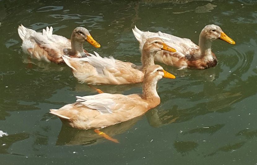  - a-Boboci Saxonia 2018