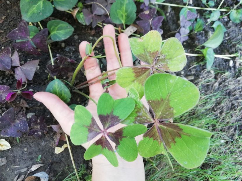 Oxalis verde 5 ron - 0 Vanzare plante