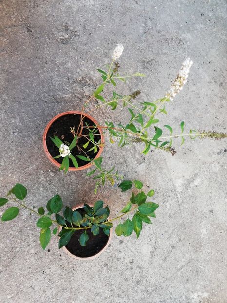  - 00 Plante 2018
