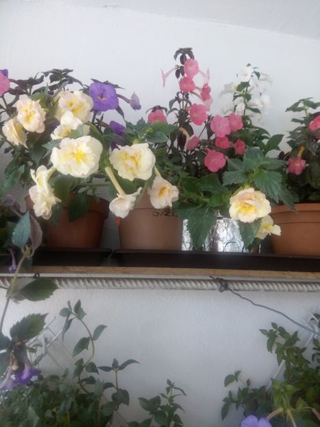  - Achimenes 2017-2018