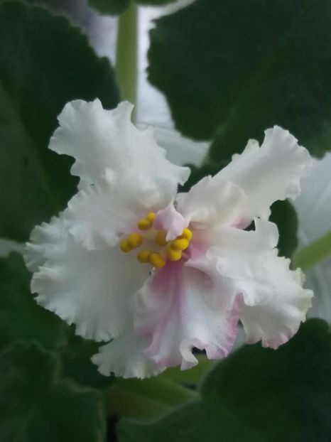 10 august - ZZ LE Turmalinovoye Kol ye- LE Tourmaline Necklace