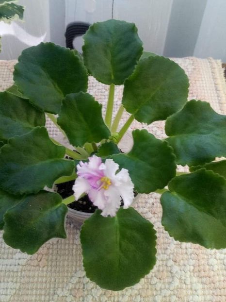 12 august - ZZ LE Turmalinovoye Kol ye- LE Tourmaline Necklace