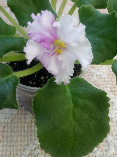 12 august - ZZ LE Turmalinovoye Kol ye- LE Tourmaline Necklace