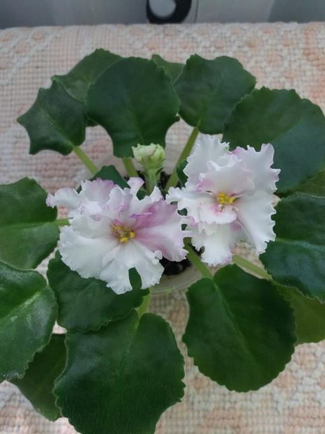 15 aug - ZZ LE Turmalinovoye Kol ye- LE Tourmaline Necklace