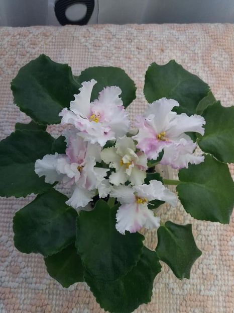 27 aug - ZZ LE Turmalinovoye Kol ye- LE Tourmaline Necklace