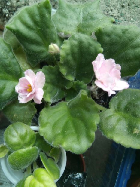  - Mellow Yellow de la Carmendobrescu