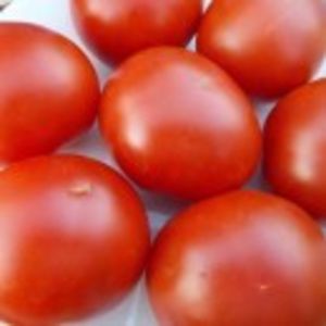  - SEMINTE ROSII - SNOW FAIRY