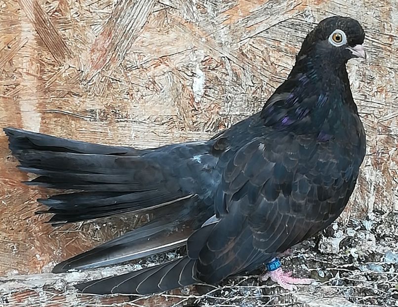  - Negri trenati de Bucuresti