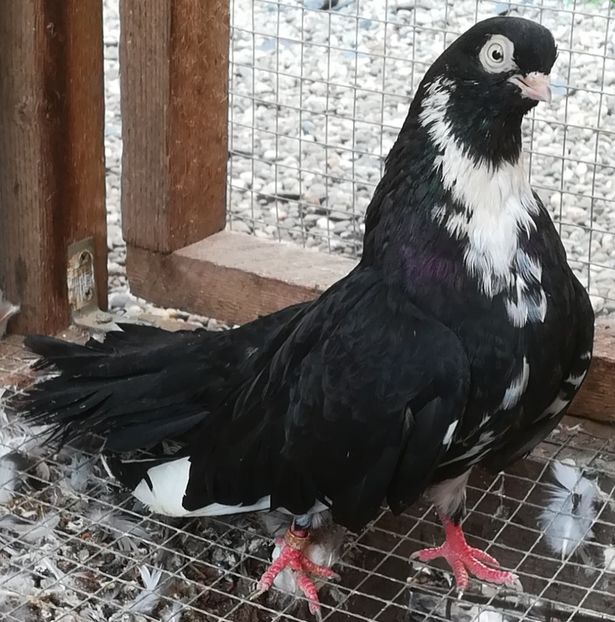  - Negri trenati de Bucuresti