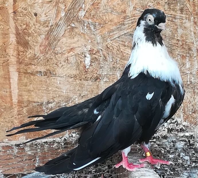  - Negri trenati de Bucuresti