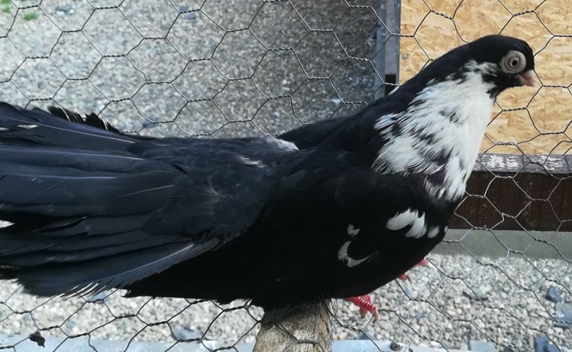  - Negri trenati de Bucuresti