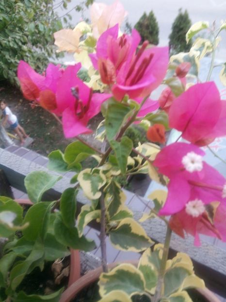  - Bougainvillea