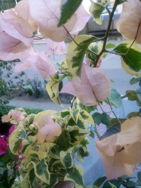  - Bougainvillea