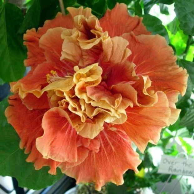 Magic-Moments-Cajun-hibiscus - 2 DORINTE
