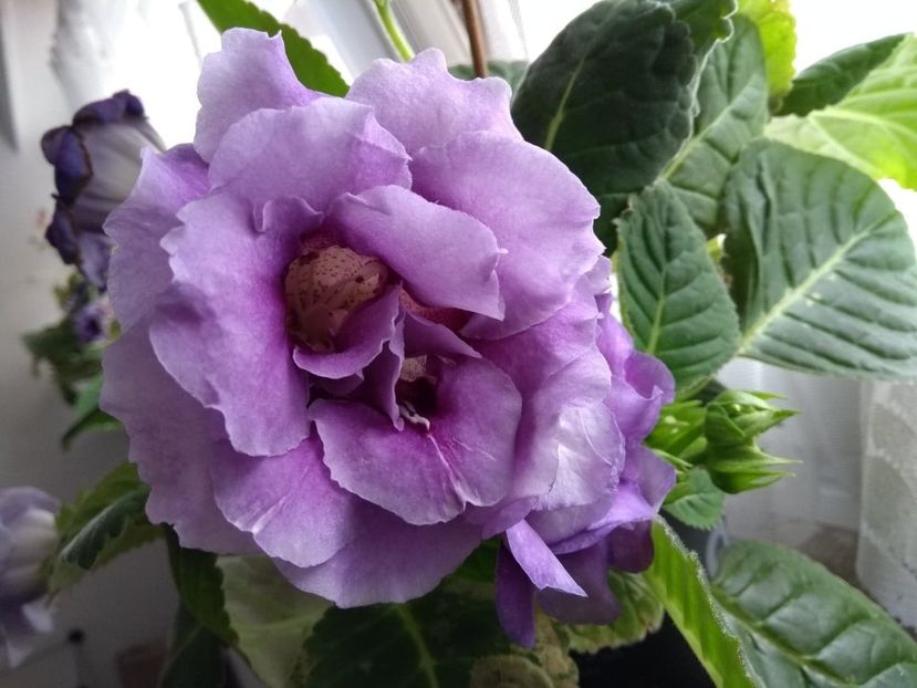  - gloxinia