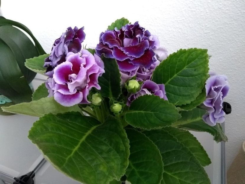  - gloxinia