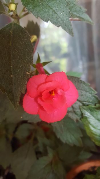  - Flori-2018-1