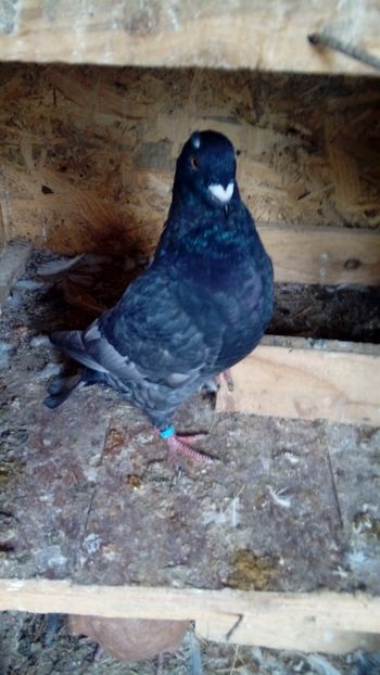  - Porumbei americani