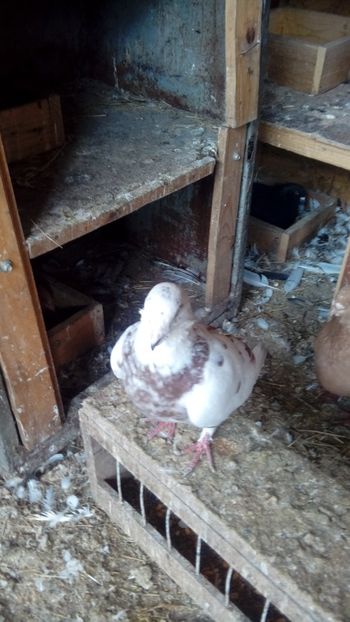  - Porumbei americani