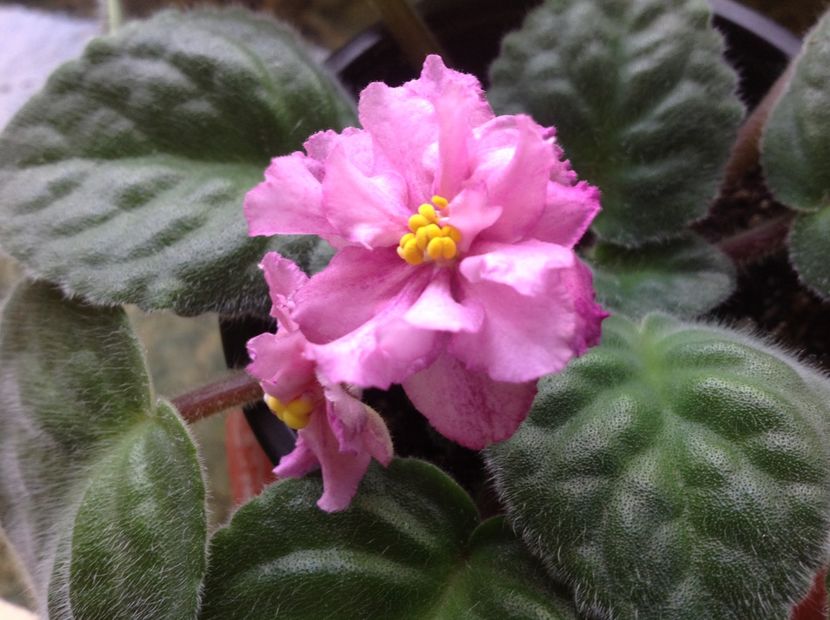 Noid 1 - Violete de colecție cand nu poti sa te oprești 2018aprilie