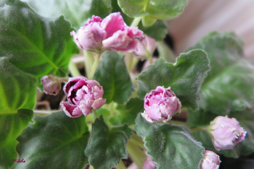  - RS-Gercoginia Liuks