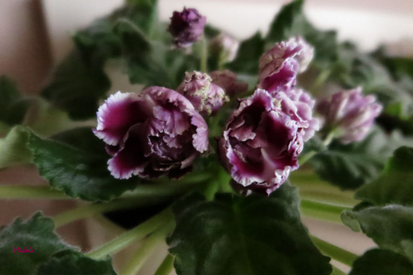  - RS-Gercoginia Liuks