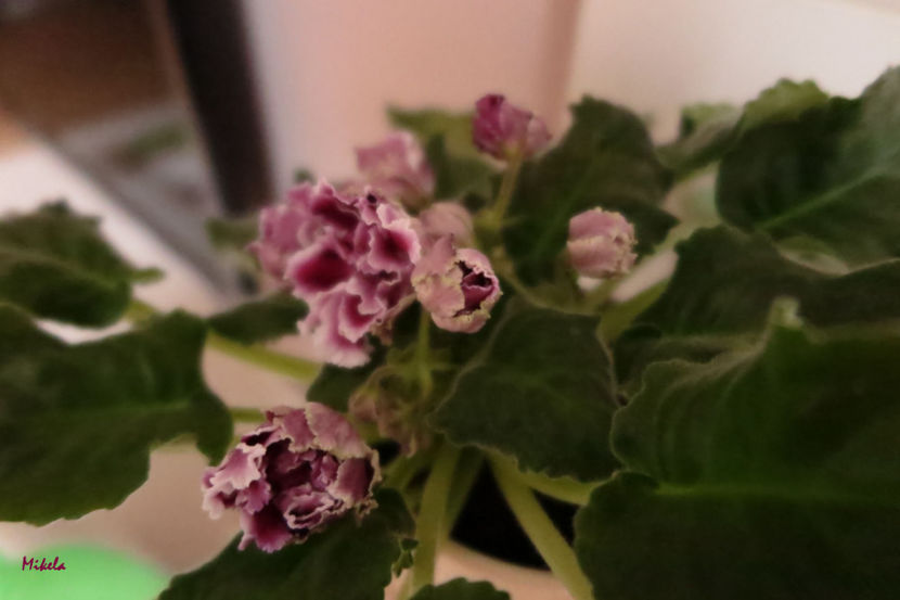  - RS-Gercoginia Liuks