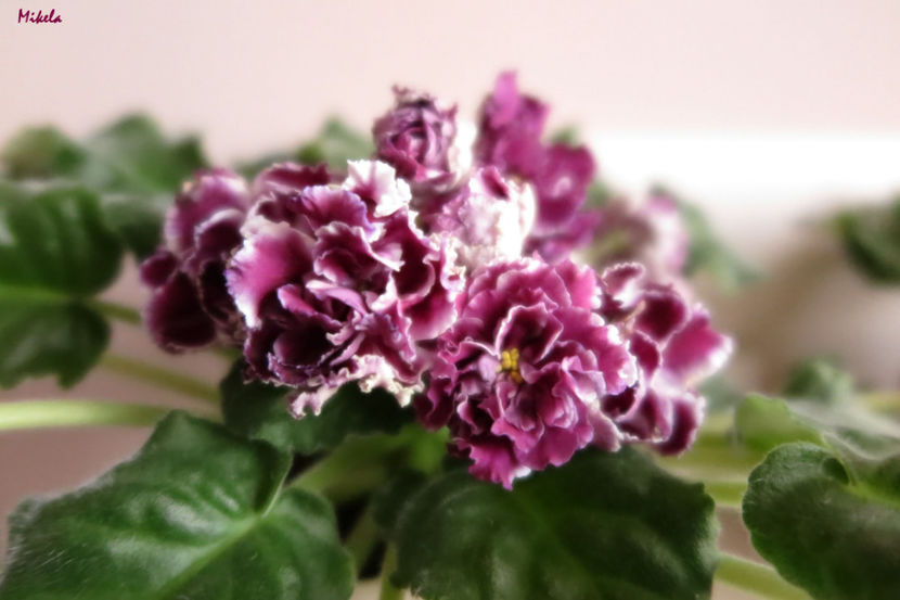  - RS-Gercoginia Liuks