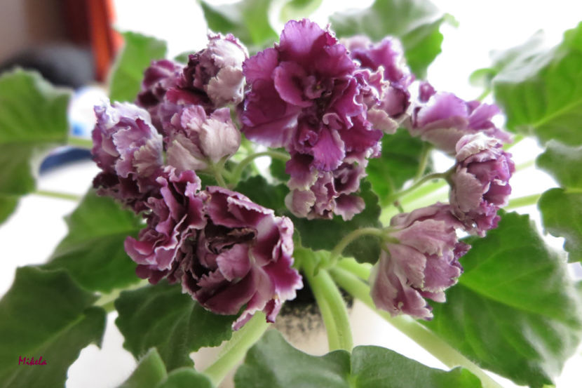  - RS-Gercoginia Liuks