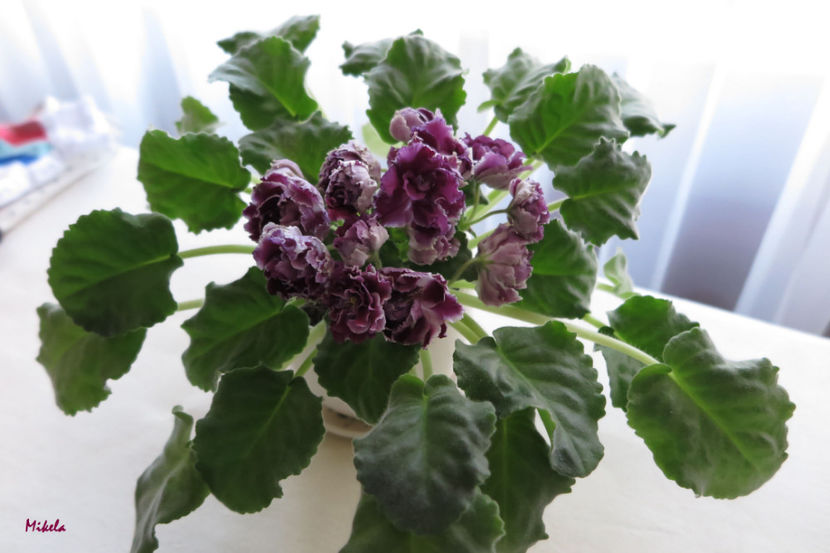  - RS-Gercoginia Liuks